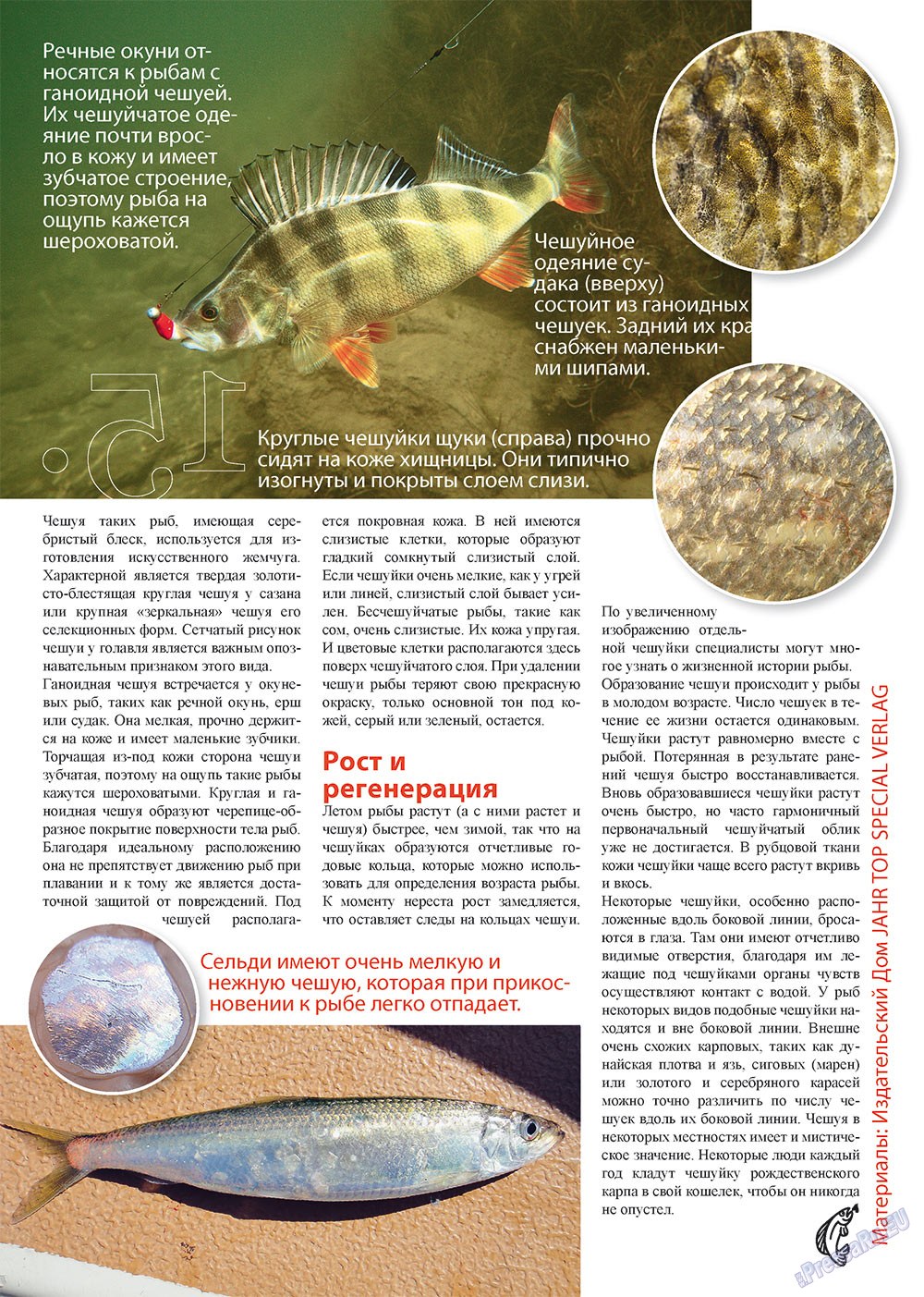 Angeln Plus (Zeitschrift). 2012 Jahr, Ausgabe 8, Seite 15