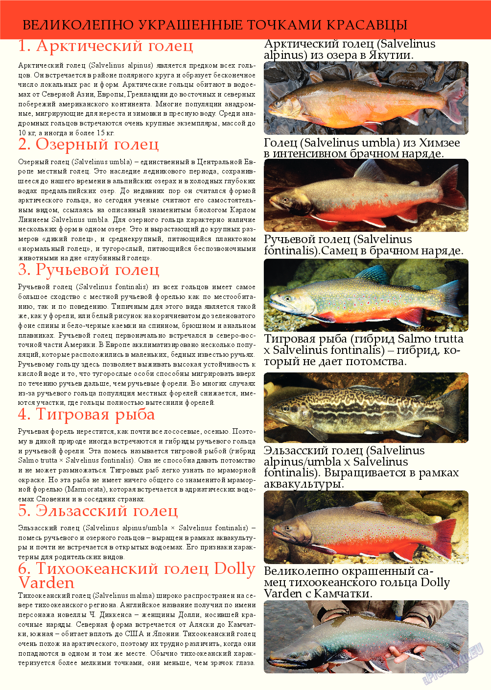 Рыбалка Plus, журнал. 2013 №8 стр.22